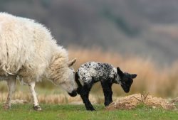 Nudging