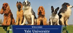 Dogs at Yale